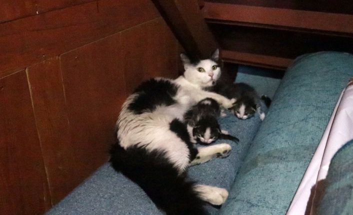 Kedi yavruları ile camiye sığındı