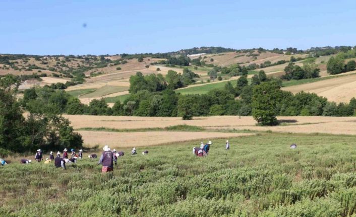 Kekik hasadı başladı, kullanım alanı çok fazla