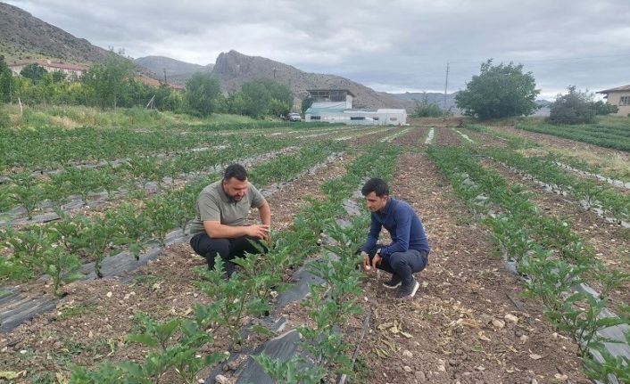 Kemah’ta modern yöntemlerle sebzecilik yapılıyor