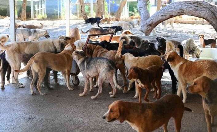 Kemer Belediyesi, Haziran’da 50 canı sahiplendirdi