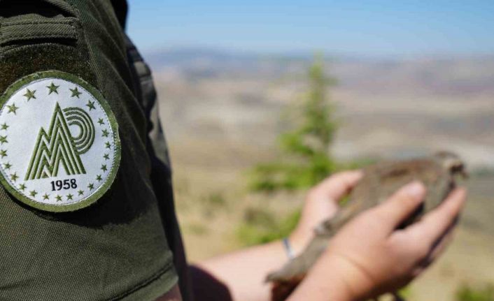 Kene avcısı keklikler doğaya salındı