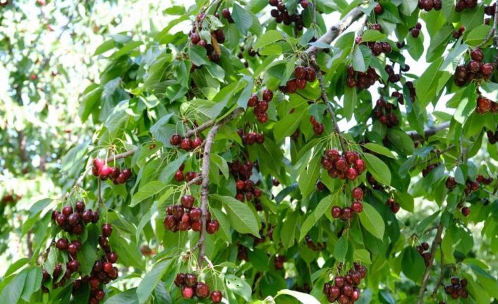 Kirazı zirai don vurdu, rekolte düştü