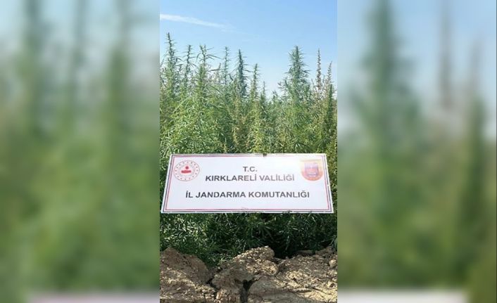 Kırklareli’nde 102 bin kök kenevir ele geçirildi