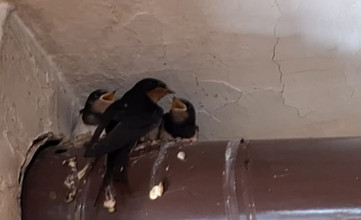 Kırlangıç ailesinin yuvası kahvehane oldu