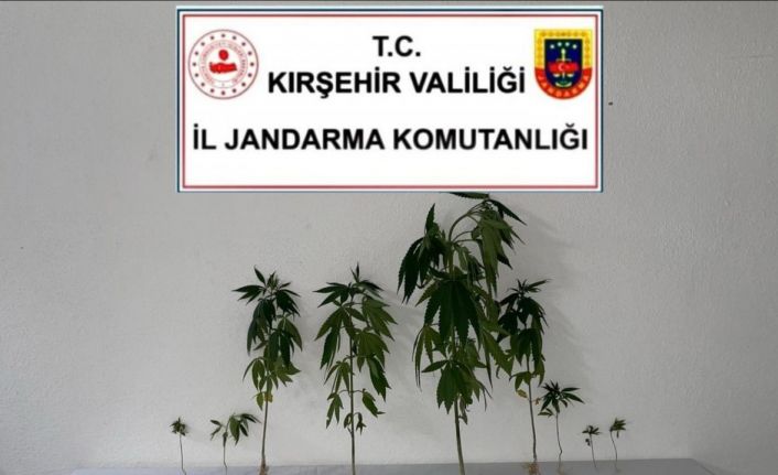 Kırşehir’de jandarma 9 kök kenevir bitkisi ele geçirdi