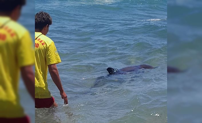 Kıyıya vuran yunus elbirliğiyle denize salındı