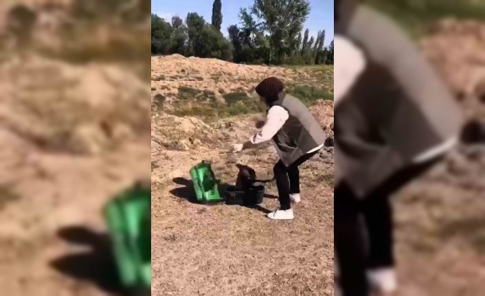 Kızıl şahin tekrar doğaya kavuştu