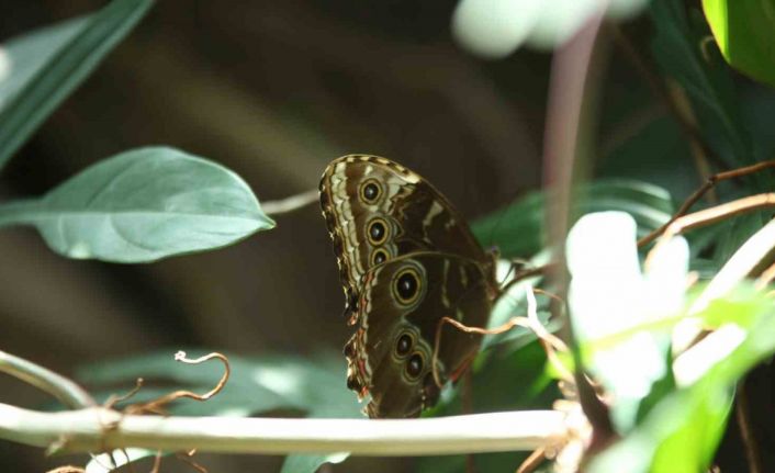 Konya Tropikal Kelebek Bahçesi 3 milyon 700 bin ziyaretçi ağırladı