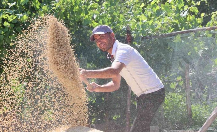 Korkuteli Yeşiloba Yaylası’nda hibe tohumların buğday hasadı başladı