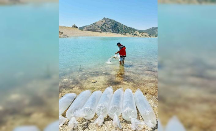 Korkuteli’nde 60 bin sazan balığı doğaya bırakıldı