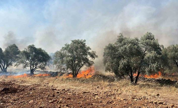 Köyceğiz’de zeytinlik yangını