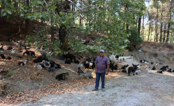 Koyun, keçi ve çobanların kıymeti bilinmedi, ülkenin en büyük sorunu yangınlar oldu