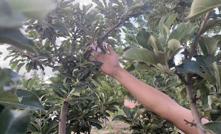 Kulu’da elma ağacı çiçek açtı