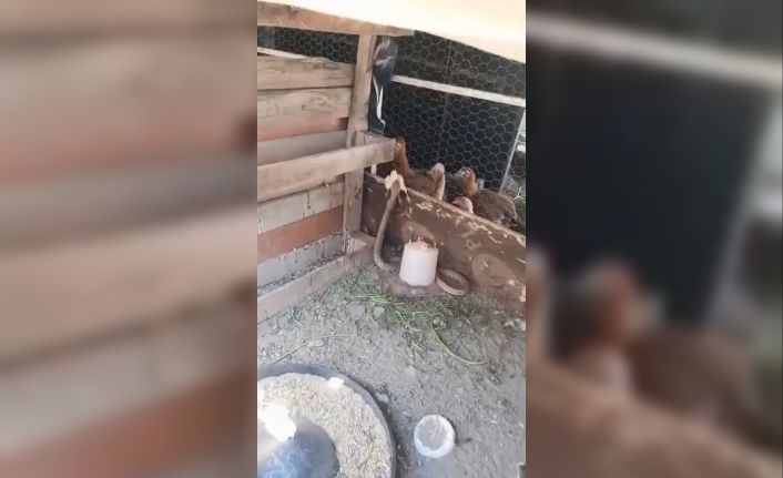 Kümese giren yılan civcivi telef etti