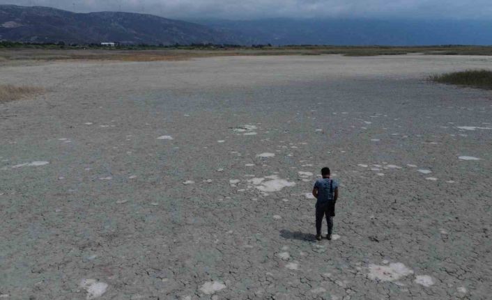 Kuraklığın etkisiyle çöle dönen Milleyha’da kuş gözlemcileri gelecekten ümitli