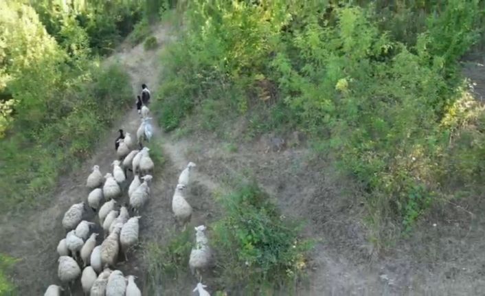 Kurdun koyunlara saldırısı dronla önlendi