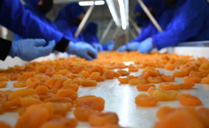 Kuru kayısı dış ticaretinde düşüş sürüyor