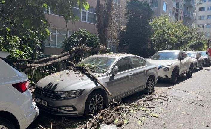 Kurumuş ağaç dalı aracın üzerine düştü: Vatandaş son anda kurtuldu