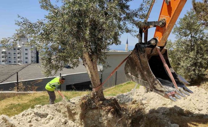 Kuşadası Belediyesi zeytin ağaçlarını yaşatıyor