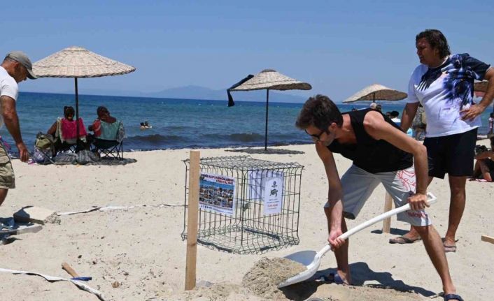 Kuşadası’nda caretta caretta yumurtaları zarar görmemesi için taşındı