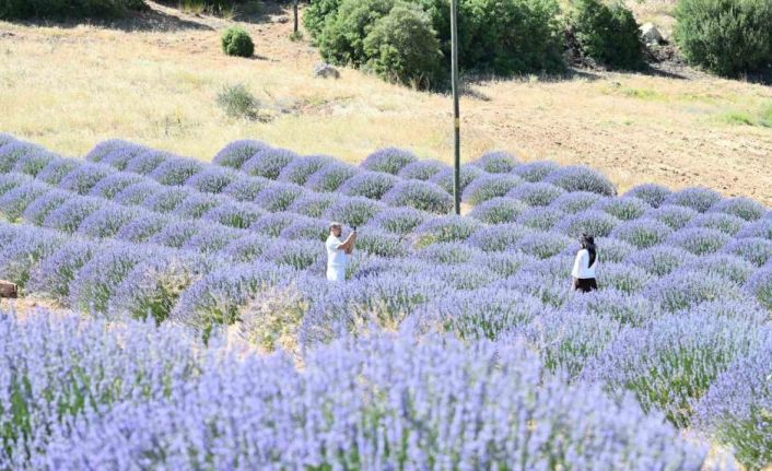 Lavanta Kokulu Köy Kuyucak’ta mor şölen sakin geçiyor