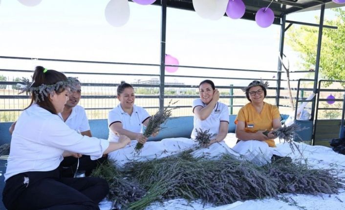 Lavanta ve kekik hasadı renkli görüntülere sahne oldu