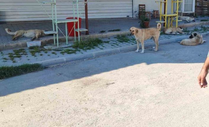 Mahalleli sokak köperlerine isyan etti