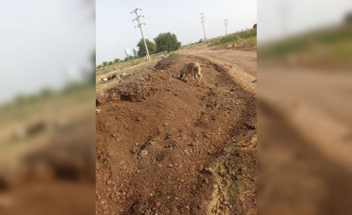 Mahalleye atılan tavuk pisliği kokusu vatandaşı çileden çıkardı