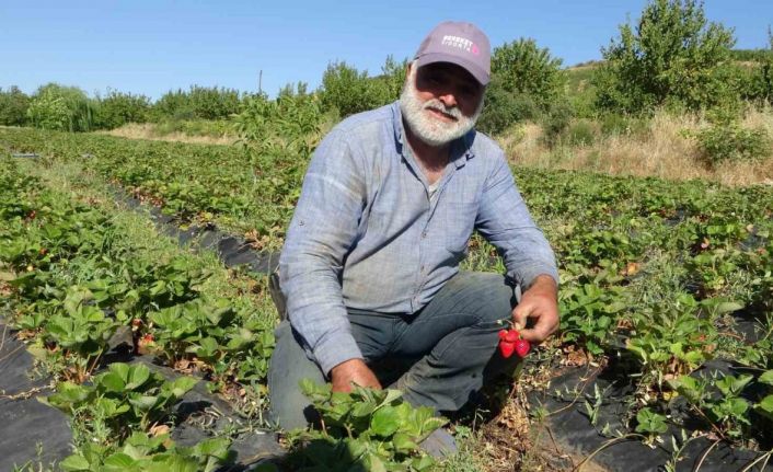 Malatya’da çilek hasadı yüzleri güldürüyor