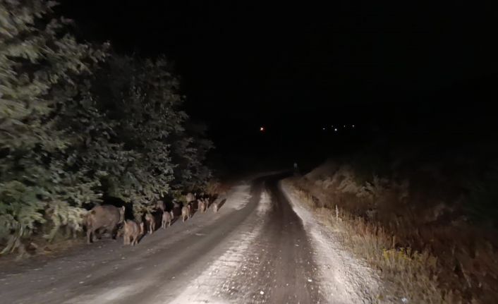 Malatya’da yaban domuzu sürüsü görüntülendi