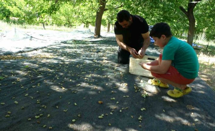 Malatya’da zirai donun vurduğu bölgelerde meyve üretiminde baraj çevresi umut oldu