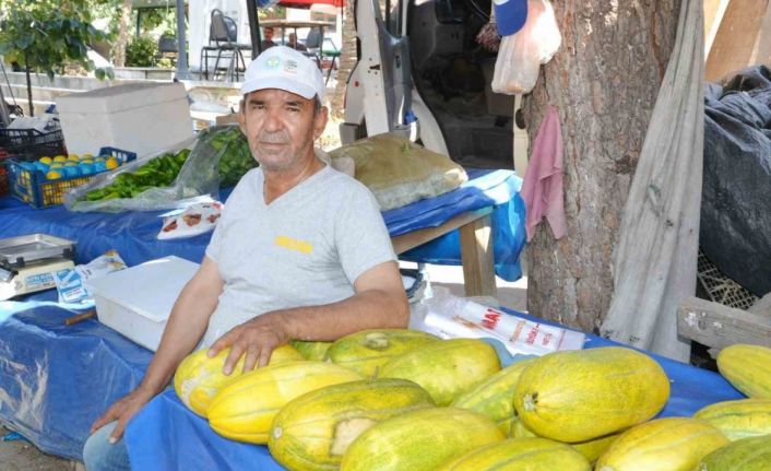 Manisa’da Altınbaş Kavununda hasat başladı