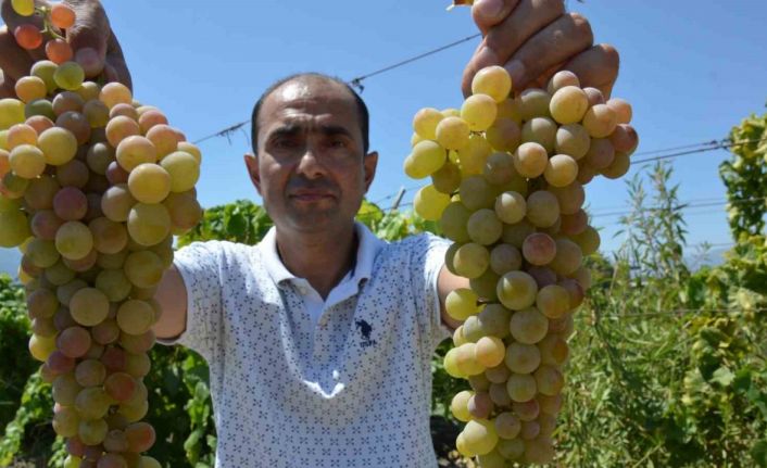 Manisa’da ’çilek uzümü’ hasadı başladı