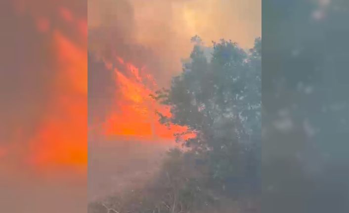 Manisa’da orman yangını