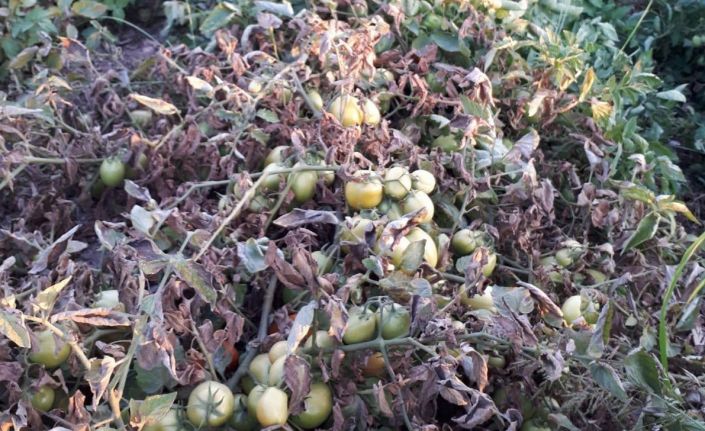 Manisa’da üreticilere ‘pas akarı’ uyarısı