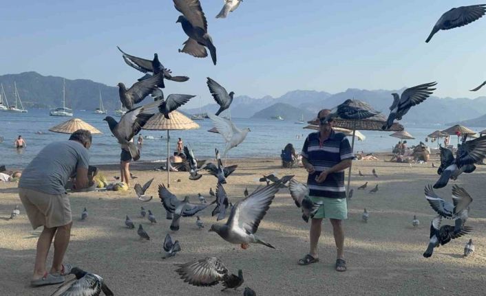 Marmaris Halk Plajı’nın kanatlı müdavimlerine vatandaşlardan ilgi