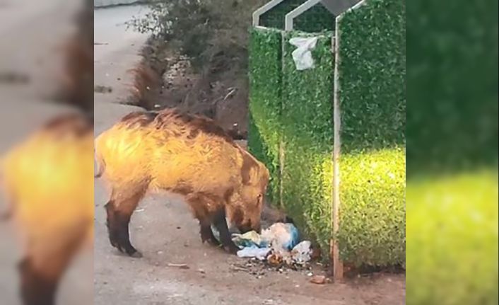 Marmaris’i domuzlar istila etti