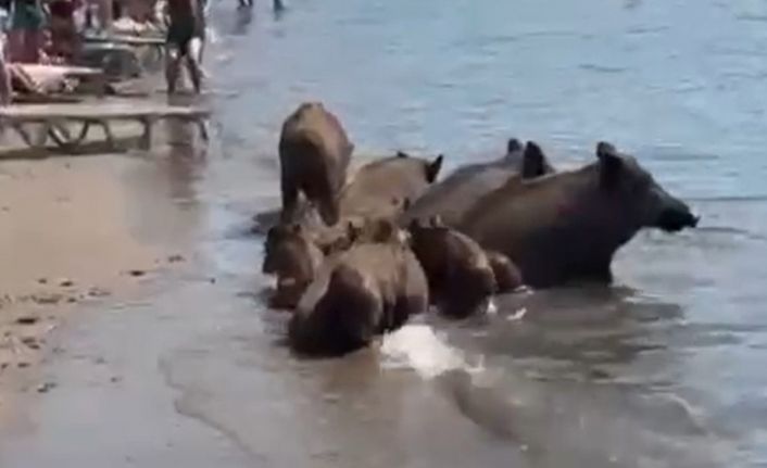 Marmaris’te yaban domuzları denize girerek serinledi