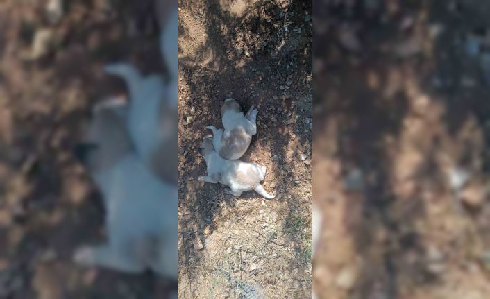 Menfeze sıkışan 2 köpek kurtarıldı