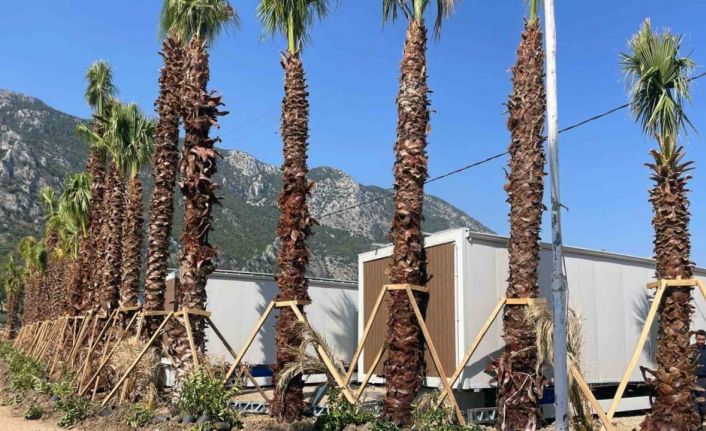 Menteşe Belediyesi Akbük’te 11 Tiny House’u mühürledi