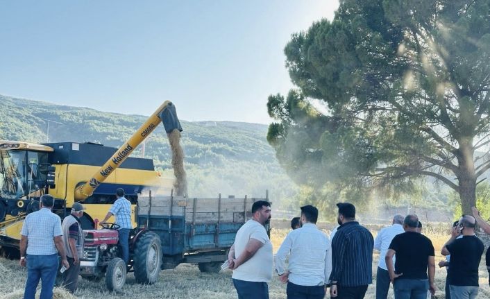 Menteşe’de buğday hasadında sona yaklaşıldı: 7 bin ton rekolte bekleniyor