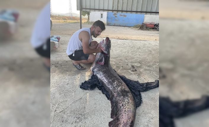 Meriç Nehri’nde 73 kiloluk yayın balığı yakalandı