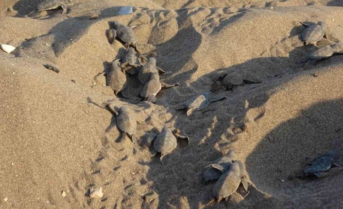 Mersin sahillerinde deniz kaplumbağalarının ilk yavruları Akdeniz’le buluştu