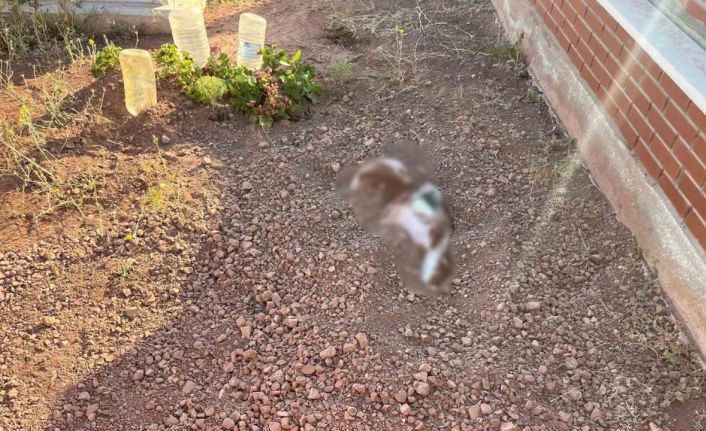 Mezarlığa gömülen köpek leşi ekipleri alarma geçirdi