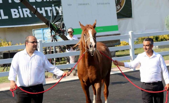 Milyonluk taylar, peynir ekmek gibi satıldı