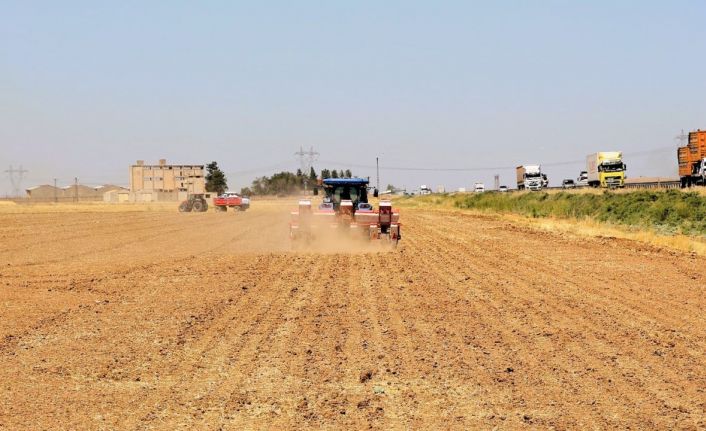 Mısır ekimi yasağına rağmen kaçak sulama, enerji altyapısını tehdit ediyor