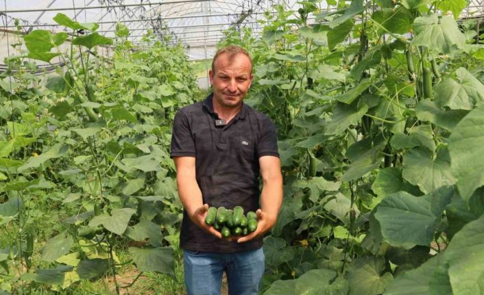 Modern seralarda hasat bereketi