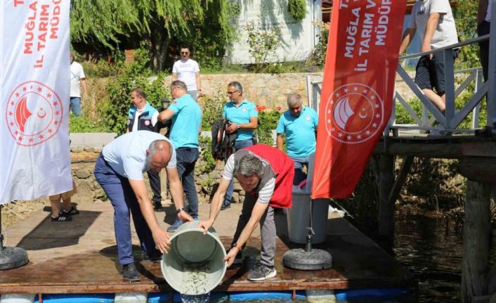 Muğla’da 205 bin sazan yavrusu su kaynaklarına bırakıldı