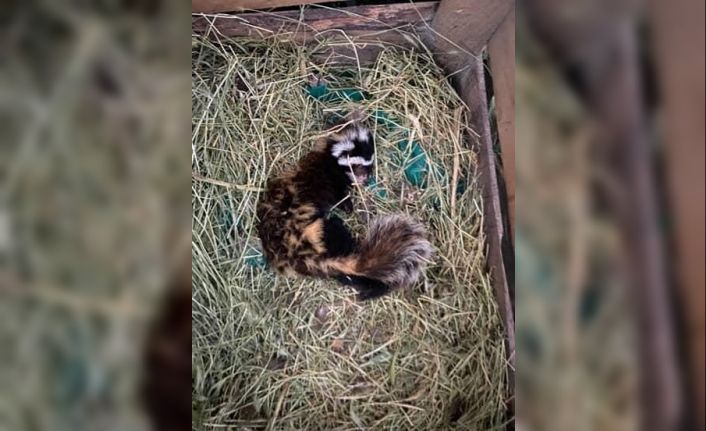 Muş’ta nesli tehlike altındaki ‘alaca sansar’ görüntülendi