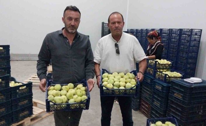 Mut beyaz inciri ihracata gidiyor